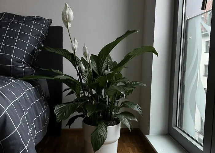 Zimmer An Der Frauenkirche ゲストハウス ドレスデン